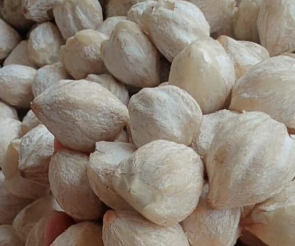 Organic Candlenuts (Kemiri)_ Authentic Southeast Asian Spice