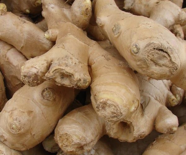 ginger spices indonesia